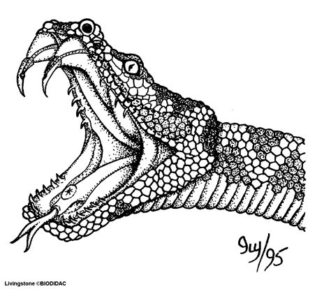 anaconda coloring pages viewing gallery  king cobra coloring pages