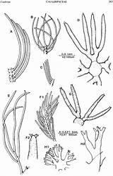 Caulerpa Flexilis Enlarge Figure Fig Flora Sa sketch template