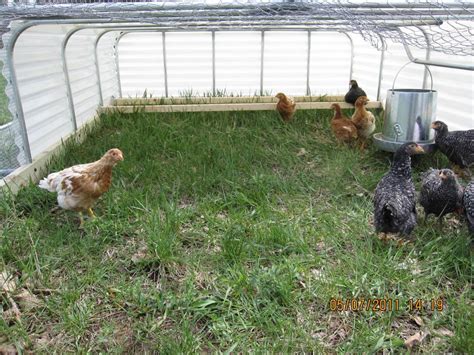 chicken tractor  coop pictures page  backyard chickens learn   raise chickens