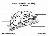 Frog Tree Labeling Gray sketch template