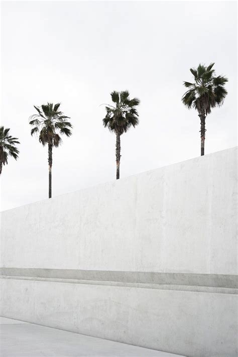 Pin By Brandup On Palm Trees White Aesthetic Black And