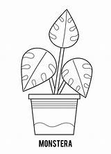 Monstera Houseplants sketch template