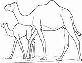 Kamel Zoo Ausmalbild Malvorlage Kostenlose Ausmalen sketch template
