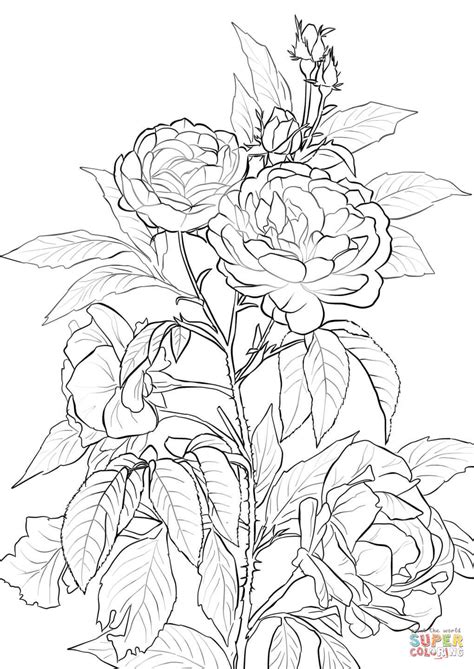 rose coloring page  printable coloring pages
