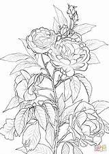 Coloring Rose Pages Bush Roses Printable Flower Adult Flowers Colorear Drawing Rosa Color Colouring Print Sheets Supercoloring Para Rosas Books sketch template