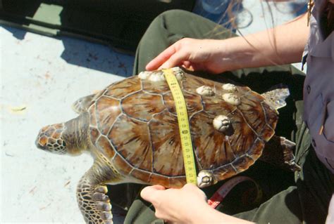 Netting Satellite Tracking And Stranding Of Green Sea Turtles Padre