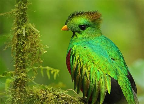 quetzal resplandeciente el ave mas hermosa de panama
