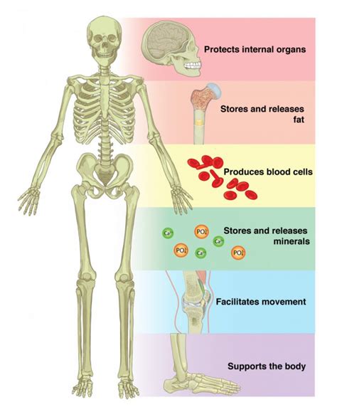 skeletal system introduction parts functions diagram fact