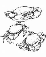 Crab Dungeness Drawing Menu Getdrawings Hamburger Surreal Icon sketch template
