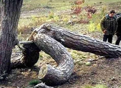 8 Hilarious Images Showing Some Of Mother Nature S Most Unique Trees