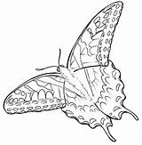 Swallowtail Tiger Butterfly Eastern Tattoo Metacharis Deviantart Drawing Coloring Pages sketch template