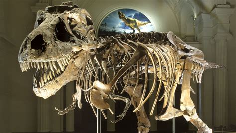 impressive dinosaur fossils   catawiki