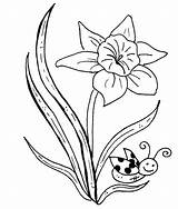 Daffodil Coloring Flower Pages Stamps Color Getcolorings Flowers Daffodils Printable Embroidery Designs sketch template
