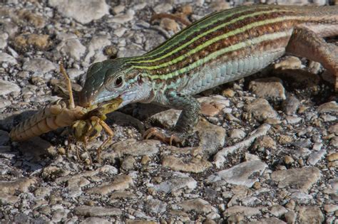 naturewatch whiptails racerunners