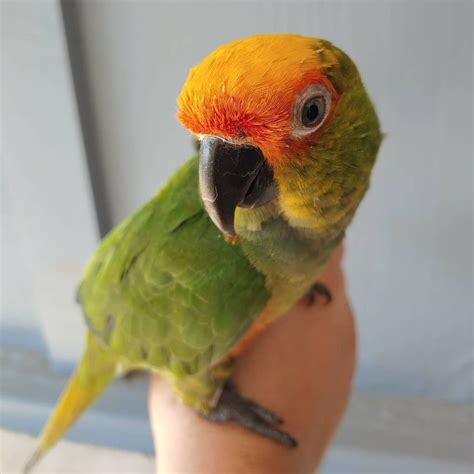 gold capped conures  sale blue parrot exotic birds