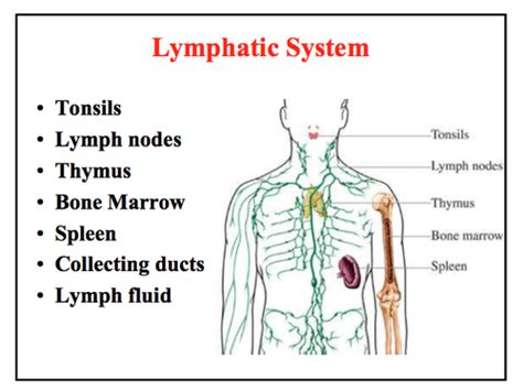 Cards Lymphatic Systems Quizlet