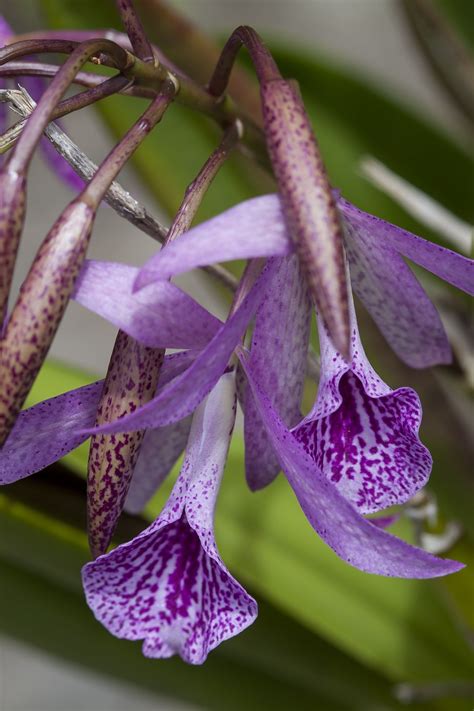 Orchid Fabulous Flowers Purple Orchids Orchids Flowers