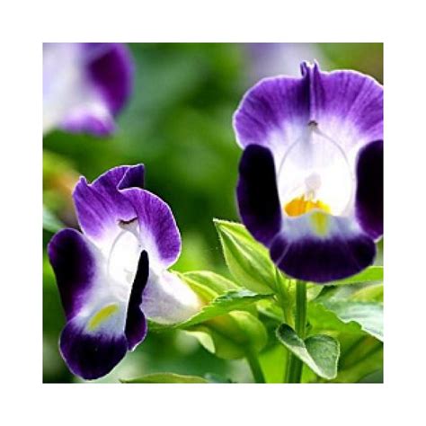 buy vinca purple plant   lowest price