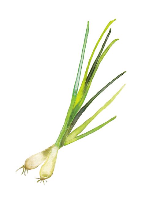 spring onion illustration watercolor fruit abstract watercolor art