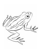 Coloring Amphibian Pages Toad sketch template