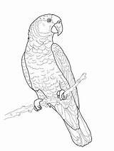 Coloring Cockatiel Parrot Pages Flying Drawing Getdrawings Getcolorings Printable sketch template