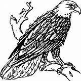 Clipartbest Colouring Bald Eagle Letters Coloring Line Book Clipart sketch template