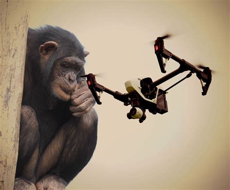 elaine dewar smarts update chimpanzees  drones