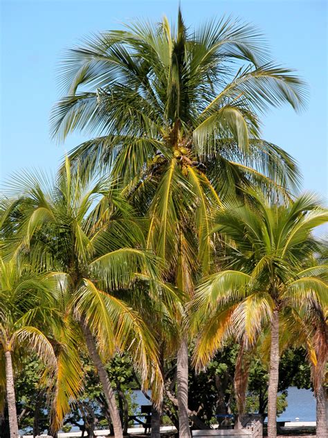tropical palm trees  stock photo public domain pictures