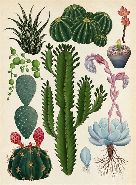 botanical drawings  katie scott