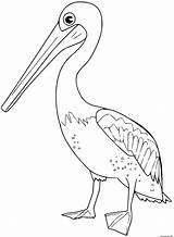 Pelican Colorat Pasari Planse Desene P84 Coloriages Oiseaux Oiseau Vizite Printeaza Voturi sketch template