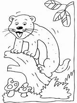 Ferret Coloring Pages Coloringpages1001 sketch template