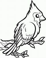 Cardinal Cardinals Getdrawings Coloringsun Clipartmag Getcolorings sketch template
