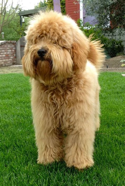 annie miniature english goldendoodle almond blossom doodles fluffy dogs cute puppy breeds