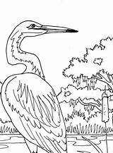 Heron Egret Getdrawings Getcolorings sketch template