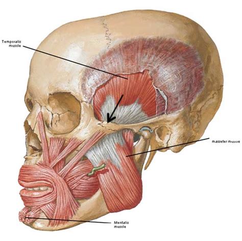 terry dresbach outlander anatomy