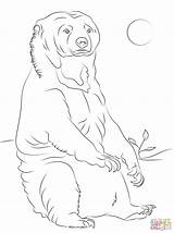 Bear Sun Coloring Pages Sitting Designlooter Drawing Click 94kb 1526 sketch template