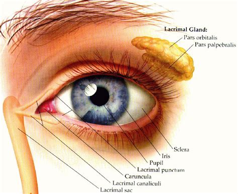 optics eye physiology