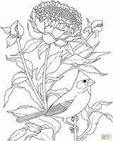 Coloring Cardinal Flower Bird Indiana Pages Peony Drawing Printable State Rose Birds Aves Supercoloring Desenhos Para Color Gif Adult Drawings sketch template
