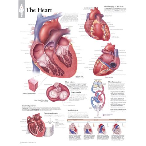 scientific publishing labeled human heart chart