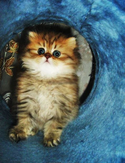 tiny persian kitten pictures cute animals cute  kittens beautiful cats