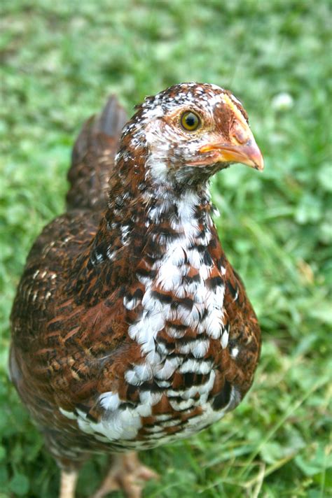 week  speckled sussex cute chickens chicken breeds sussex chicken