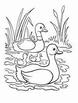 Coloring River Pages Printable Mississippi Color Nature Canard Coloriage Cane Nile Getcolorings Kids Kleurplaten Papier Et Dessins Colorings Canes Getdrawings sketch template