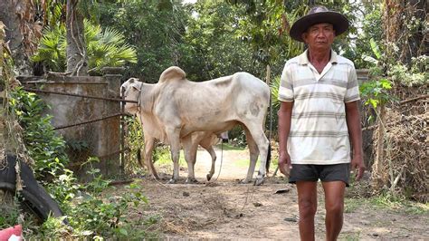 help cow having sex cambodia wonder ដាក់បាគោនៅកំពត youtube