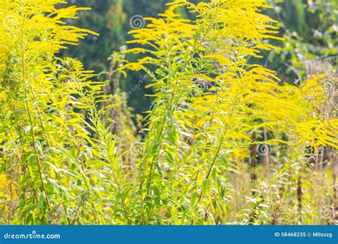 beautiful yellow goldenrod flowers blooming stock image image