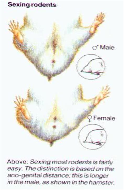 for the people asking why their males have enlarged butt