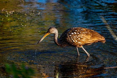 birds  florida  list   birds