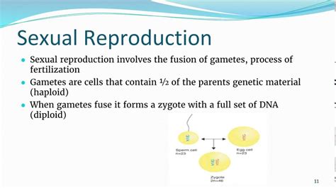 Compare And Contrast Asexual And Sexual Reproduction Cloudshareinfo