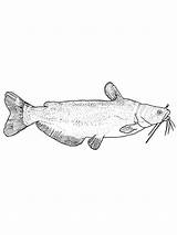 Catfish Redtail sketch template