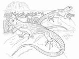 Iguana Lagartos Deserto Reptiles Animais Dibujos Iguanas Pintarcolorir Repteis Lizard Muitos Ainda Desenhosinfantis Tudodesenhos Coloringbay Tortuga sketch template