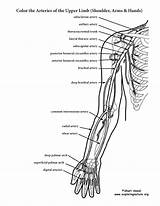 Upper Coloring Arteries Limb Arm Anatomy Pages Shoulder Hand Pdf Human Book Body Printable Labeling Sheets Advanced Physiology Kids Books sketch template